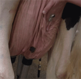 loveudders:  Old udders