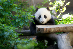giantpandaphotos:  Xiao Liwu at the San Diego Zoo, California,