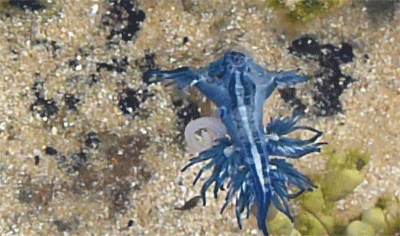 stuckinabucket:  camwyn:  sci-universe:  Glaucus atlanticus, the blue dragon (also called sea swallow and blue angel), is a species of small-sized blue sea slug. This tiny animal spends its life floating upside-down on the surface of the Pacific, Atlantic