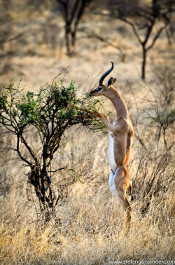 funkysafari:  A feeding Gerenuk from Nakuro, Kenya by Stefan