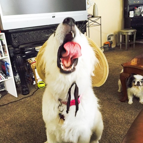 Lucy is a derp