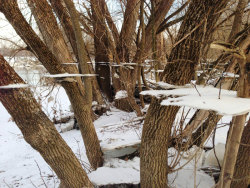  Ice on a tree after a flood.  