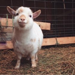 babyanimalgifs:Chubby goat