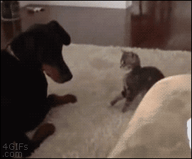 giflounge:  Cat vs Dog: A fight for the ages 