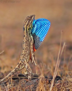 llbwwb:  sitana ponticeriana by raj dhage