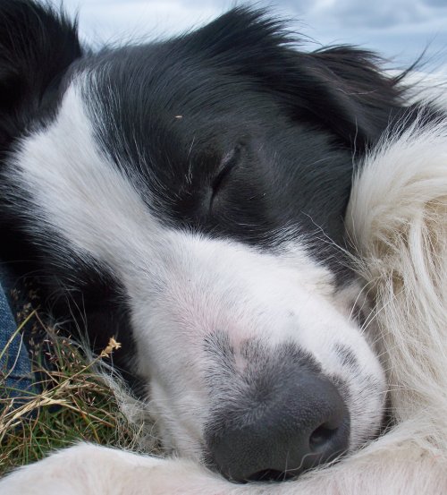 megpricephotography:  Barney, snoozing on a hilltop, in the summer