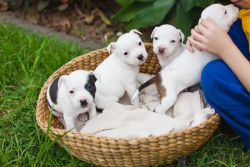 dogsandpupsdaily:  - Staffordshire Bull Terrier. Want more?