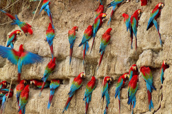 sixpenceee:  sixpenceee:  Red-and-green macaws of the Amazon