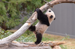 giantpandaphotos:  Bao Bao at the National Zoo in Washington