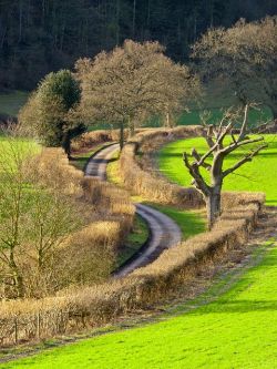 circlingindizziness: Country Lane, Oxfordshire, England. ☾✯☮circlingindizziness☮✯☽