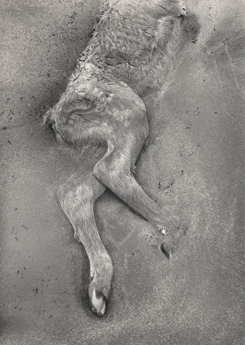 yama-bato:   Paul Caponigro (b. 1932) Dead Calf in the Sand,