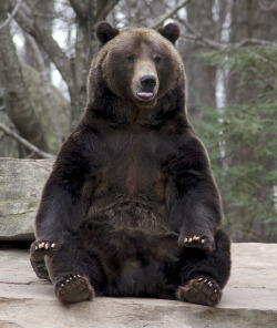 bears–bears–bears:  Fappy by Valerie “Fappy = fat