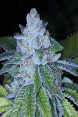 blunttimealways:  http://marijuanaproducts.nl/free-grow-bible/