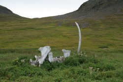 coolthingoftheday: Archaeologists believe that the Whale Bone