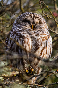 darkcoastphotography:Barred Owl IIButtertubs Marsh, Vancouver