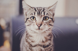 abblistic:  kitty portrait by Lisa | goodknits on Flickr.