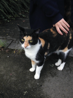 singularlty:  found a cat today 