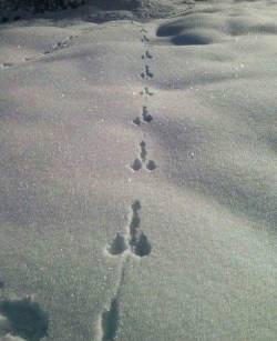 biodeamon:hkirkh:What animal leaves these tracks again?white