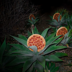 namtaf:  Jonpaul Douglass Photography Pizza in the Wild 