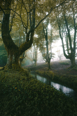 theencompassingworld:  wanderthewood:  Gorbea, Basque Country,