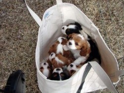 awwww-cute:  Yes sir! One bag full 