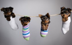 Sock puppets … er, PUPPIES!  :)    (Yorkshire Terriers)