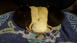 squeakyfuzzies:  thislittlerattie: smol rat sleep with bigg rats!