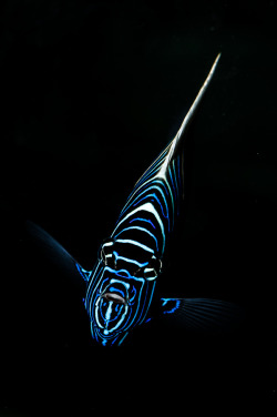 earthandanimals:   Emperor Angelfish   Photo by Peter Hausner