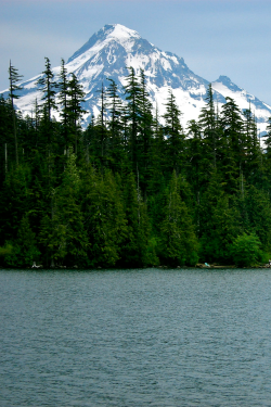 chernobyl-tea-party:  n-c-x:  sidestroke:  +  nature blog  Mostly