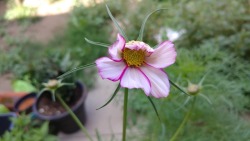 My cosmos finally bloomed. The whole plant is almost taller than