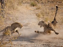 Mortal combat (a rare confrontation between a leopard and a cheetah