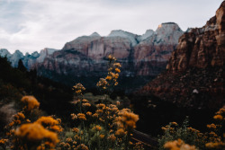 jasonincalifornia:  Zion FloraShop my gear: tripod | camera