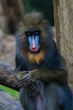 funnywildlife:  Mandrill by Hermen van Laar on Flickr.