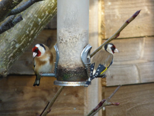 <p>Pair of Goldfinches on my feeder<br/></p>