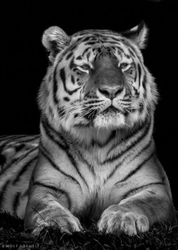 monochromacity:  'Siberian Tiger' by Wolf Ademeit 
