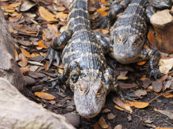 thepredatorblog:  animals-animals-animals:  Baby Alligators (by