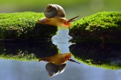 smithsonianmag:  Photo of the Day: Snail Stretch Photography