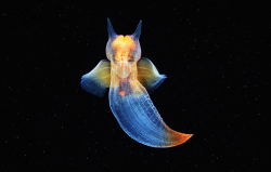 nubbsgalore:  this is a sea angel (clione limacina), photographed