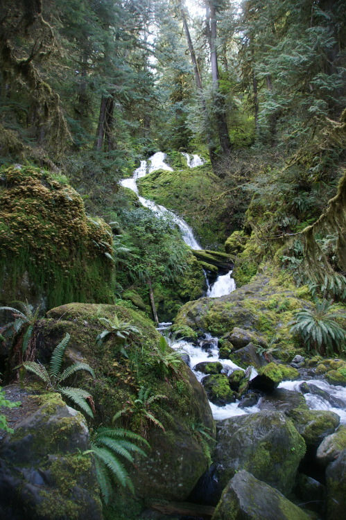 pnw-forest-side:Little gem in the forest