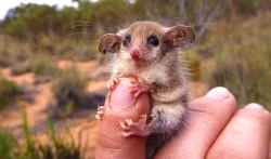 awwww-cute:  Australian western pygmy possum 