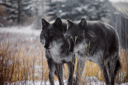 photographersdirectory:  Grey wolf brothers captured near Yellowstone