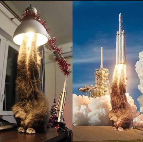 everythingfox:  hmm…