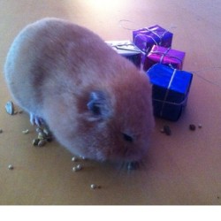 I woke up to the cutest boy :’) 💙🐹🎁💜 #hamstersofig