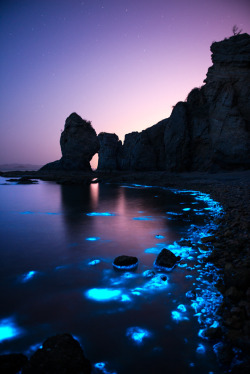wowtastic-nature:  💙 Fluorescent sea night on 500px by Shanye