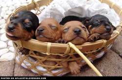aplacetolovedogs:  Four of the most adorable cutest puppies sleeping