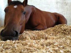 trottingthroughthefields:  i love sleeping/napping horses. they