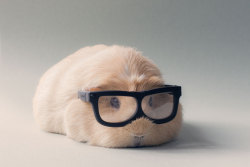 bobbycaputo:  Booboo, the World’s Cutest Guinea Pig Meet Booboo,