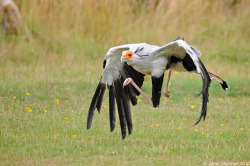 fairy-wren:  Secretary Bird (photo by Marsjan)