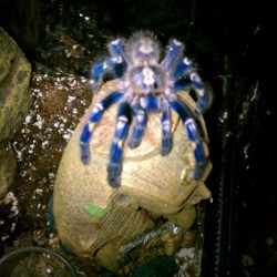 batsandspiders:  Stevie, she’s my prized P. metallica #spider