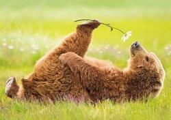 magicalnaturetour:  Bear with a flowerSource